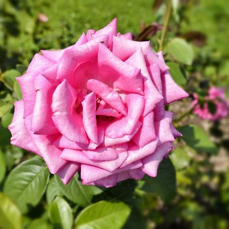 דירות סן סירו Casa Giardino Fiorito מראה חיצוני תמונה