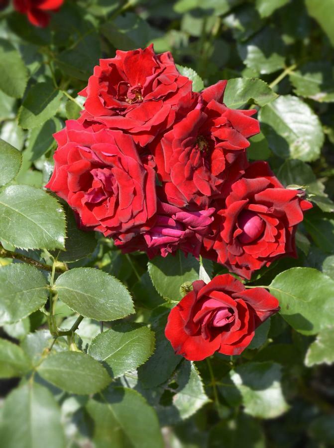 דירות סן סירו Casa Giardino Fiorito מראה חיצוני תמונה